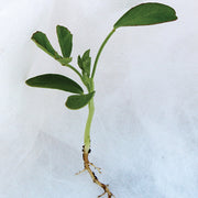 Fenugreek Untreated Microgreen