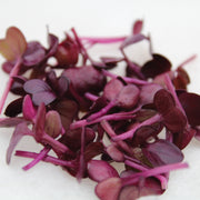 Radish Rioja Untreated Microgreen