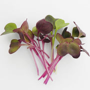 Radish Purple Sango Untreated Microgreen