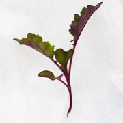 Scarlet Kale Untreated, Ungraded Microgreen