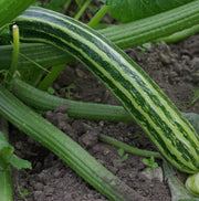 Dario F1 Organic Squash