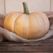 Autumn Crown F1 Untreated Squash Seeds