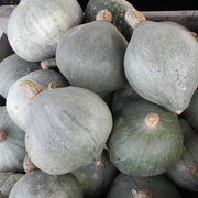 Hubbard Baby Blue Untreated Squash