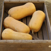 Butterfly F1 Treated Squash