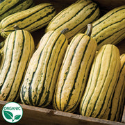 Delicata JS Organic Squash Seeds