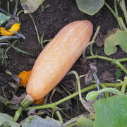 Pink Banana Jumbo Untreated Squash