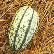 Stripetti F1 Untreated Squash