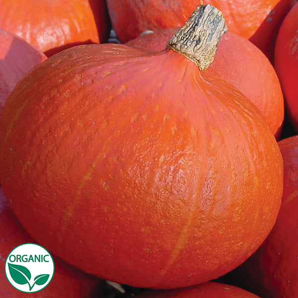 Lakota squash seeds | Blue Pumpkin Seed Co Lakota squash seeds | Blue Pumpkin Seed Co