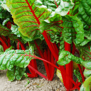 Intense Untreated Swiss Chard