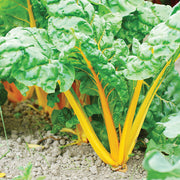 Orange Fantasia Untreated Swiss Chard