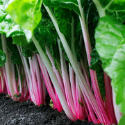 Peppermint Untreated Swiss Chard