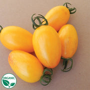Blush Organic Tomato Seeds