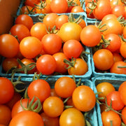 Sungold F1 Untreated Tomato