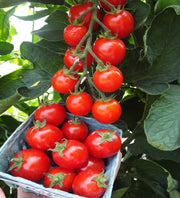 Suncherry Pure F1 Untreated Tomato