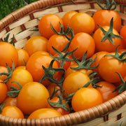 Sunorange F1 Untreated Tomato