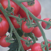 Sweet Treats F1 Untreated Tomato
