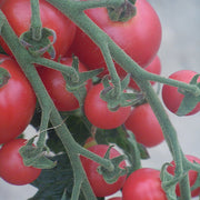 Sweet Treats F1 Untreated Tomato