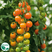 Toronjina F1 Organic Tomato