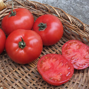 BHN 589 F1 Untreated Tomato