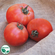 Caiman F1 Organic Tomato