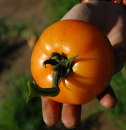 Carolina Gold F1 Untreated Tomato