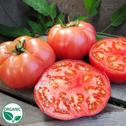 Damsel F1 Organic Tomato