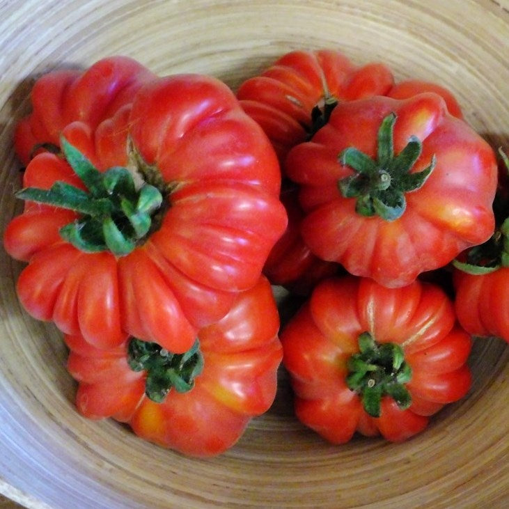 Genuwine F1 Untreated Tomato Seeds Osborne Farm Seeds