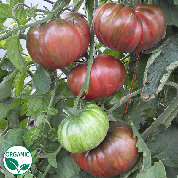Tim's Tomatoes Pink Berkeley Tie-Dye Tomato Seeds – Heirloom, Organic, Bulk Wholesale