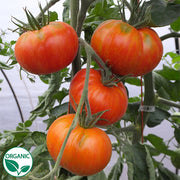 Solar Flare Organic Tomato