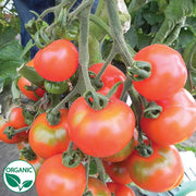 Stupice Organic Tomato