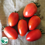 Granadero F1 Organic Tomato