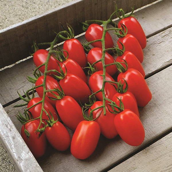 Juliet F1 Untreated Tomato Seeds Osborne Hybrid Farm Seed Company