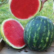 Fascination F1 Untreated Watermelon