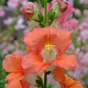 Chantilly™ Bronze F1 Untreated Snapdragon