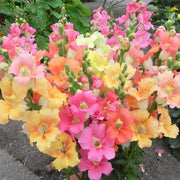 Chantilly™ Mix Untreated Snapdragon