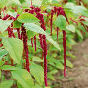 Red Tails Love-Lies-Bleeding Untreated Amaranthus