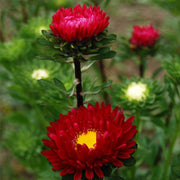 Standy Carmine Red Untreated Aster