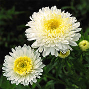 Standy Creamy White Untreated Aster