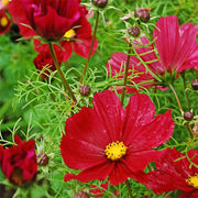 Rubenza Untreated Cosmos