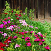 Tall Double Mix Untreated Dianthus