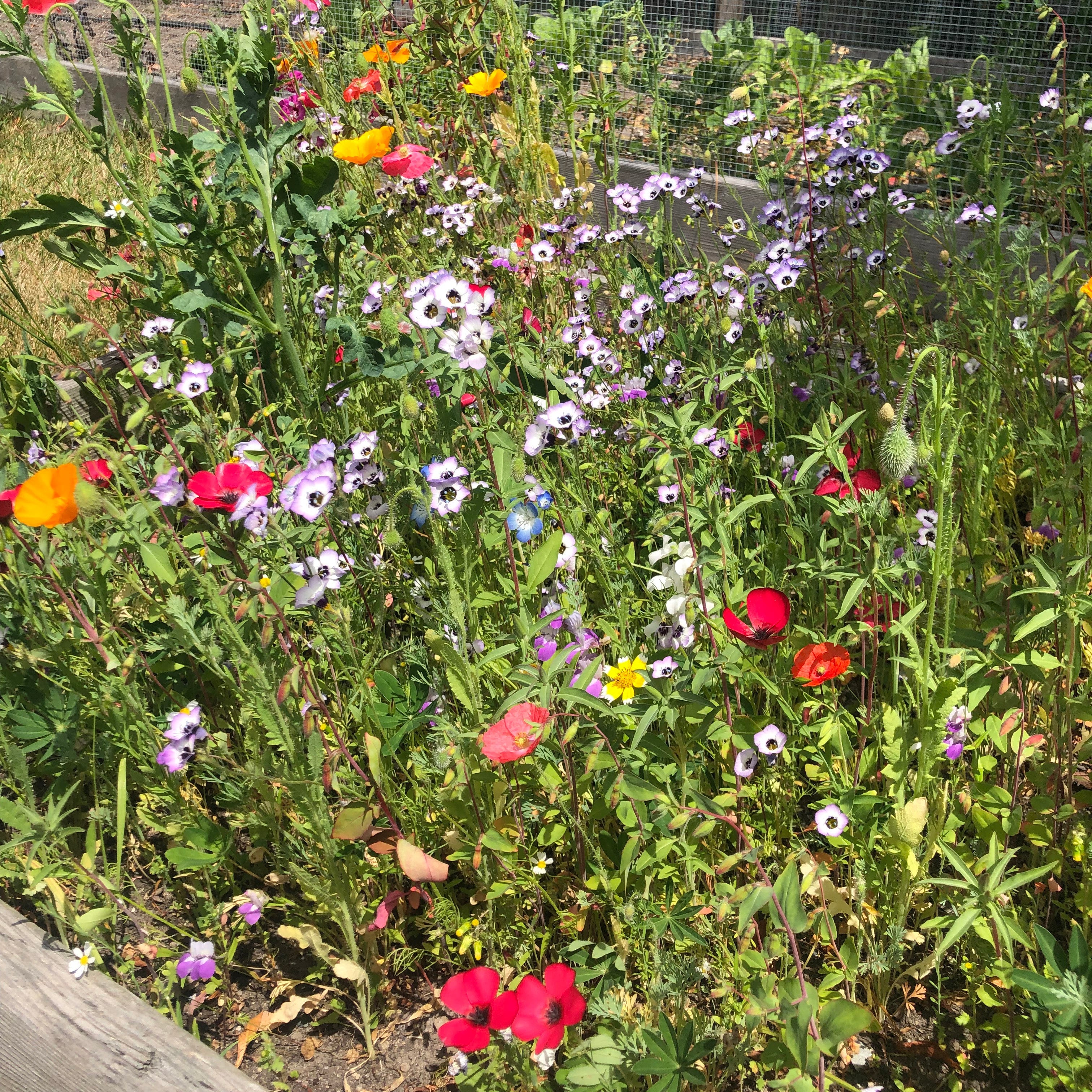 northwest wildflower seed mix Northwest Wildflower Mix Untreated Flower Mix Seeds