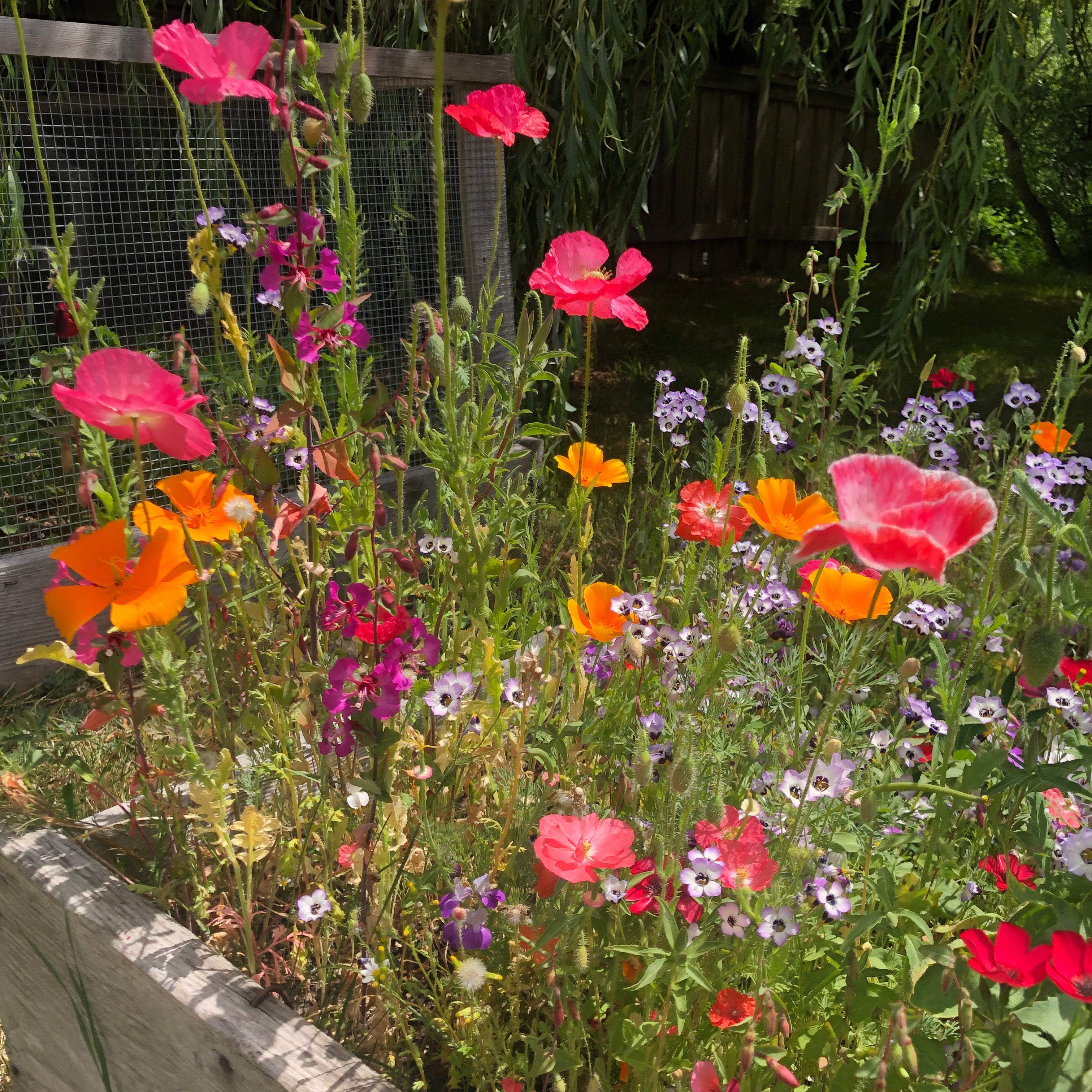 northwest wildflower seeds Northwest Wildflower Mix Untreated Flower Mix Seeds