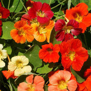 Jewel Mix Untreated Nasturtium