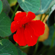 Empress of India Untreated Nasturtium