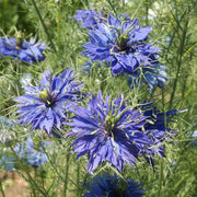 Miss Jekyll Blue Untreated Nigella