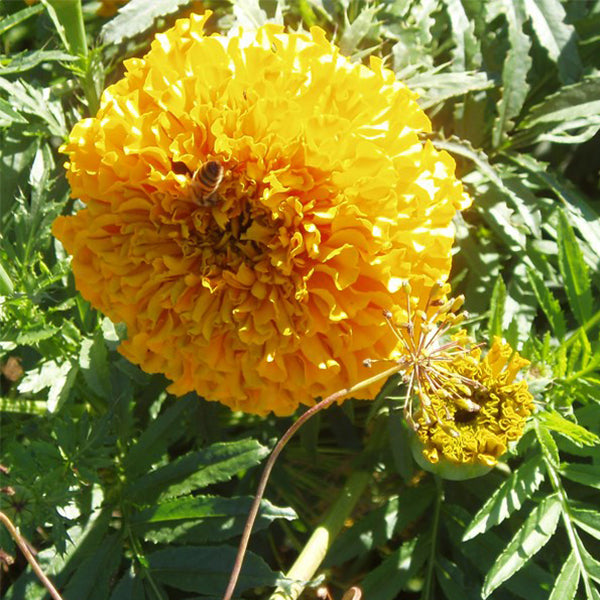 giant marigold seeds Crackerjack Giant Mix Untreated Marigold Seeds