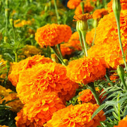 Chedi™ Orange Untreated Marigold