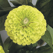 Benary's Giant Lime Untreated Zinnia