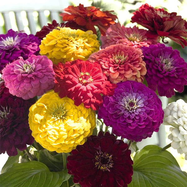 Benary's Giant Mix Untreated Zinnia Seeds Osborne Farm Seed Supplier