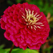 Benary's Giant Wine Untreated Zinnia